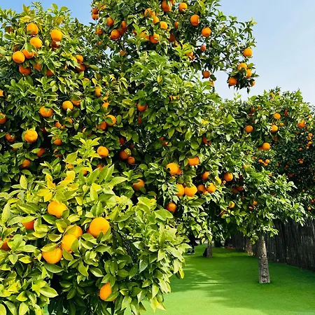 شقة Ocean View - Amazing Sunset - Modern Style - Pool & 200m To *